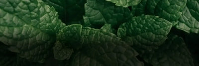 Powerful Mint Scent